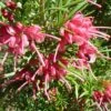 Grevillea Rosmarinifolia -Promesse de fleurs Magasin Grevillea rosmarinifolia 83333 1