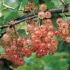 Groseillier à Grappes Gloire Des Sablons Rose -Promesse de fleurs Magasin Groseillier a grappes Gloire des Sablons rose 78422 1 1