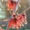 Hamamelis Intermedia Diane - Noisetier De Sorcière -Promesse de fleurs Magasin HAMAMELIS INTERMEDIA DIANE 781637 1