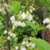 Halesia Carolina - Arbre Aux Cloches D'argent 2 Halesia Carolina - Arbre Aux Cloches D'argent -Promesse de fleurs Magasin Halesia Carolina 9657 1