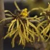 Hamamelis (x) Intermedia Westerstede - Noisetier De Sorcière -Promesse de fleurs Magasin Hamamelis x intermedia Westerstede 1002522 1