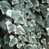 Lierre Des Canaries - Hedera Algeriensis Gloire De Marengo -Promesse de fleurs Magasin Hedera algeriensis Gloire de Marengo 83634 1
