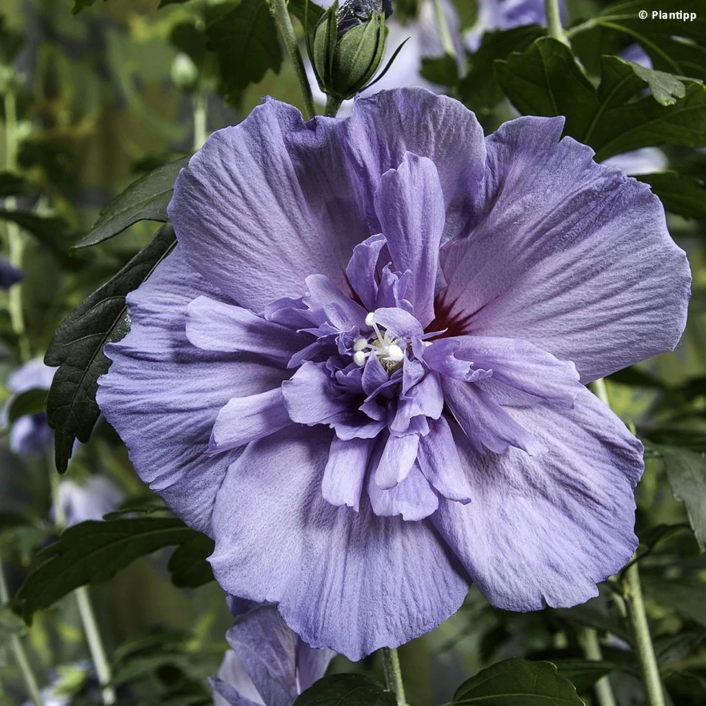 Hibiscus Syriacus Blue Chiffon - Althea Bleu Double 3 Hibiscus Syriacus Blue Chiffon - Althea Bleu Double