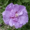 Hibiscus Syriacus Lavender Chiffon - Althéa Rose -Promesse de fleurs Magasin Hibiscus Lavender Chiffon copyright 754511 1 2