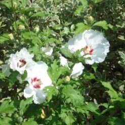 Hibiscus Syriacus Sup'Heart - Althéa à Grosses Fleurs