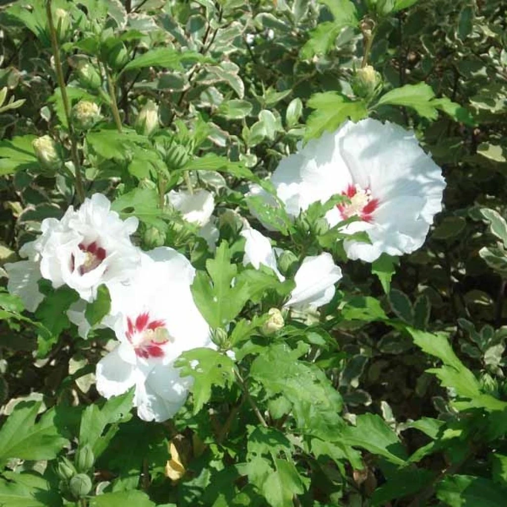 Hibiscus Syriacus Sup'Heart - Althéa à Grosses Fleurs 3 Hibiscus Syriacus Sup'Heart - Althéa à Grosses Fleurs