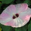 Hibiscus Moscheutos Fujin - Hibiscus Des Marais Nain 2 Hibiscus Moscheutos Fujin - Hibiscus Des Marais Nain -Promesse de fleurs Magasin Hibiscus moscheutos Fujin 89522 1