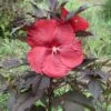 Hibiscus Moscheutos Geant Red - Hibiscus Des Marais En Pot De 1L/1,5L 2 Hibiscus Moscheutos Geant Red - Hibiscus Des Marais En Pot De 1L/1,5L -Promesse de fleurs Magasin Hibiscus moscheutos Geant Red Hibiscus des marais en pot de 1L15L IF 15637 1