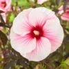 Hibiscus Moscheutos Pink Candy - Hibiscus Des Marais -Promesse de fleurs Magasin Hibiscus moscheutos Pink Candy 100637 1