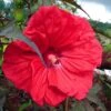 Hibiscus Moscheutos Red Wine - Hibiscus Des Marais -Promesse de fleurs Magasin Hibiscus moscheutos Red Wine 100639 1