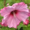 Hibiscus Moscheutos Sweet Caroline - Hibiscus Des Marais 2 Hibiscus Moscheutos Sweet Caroline - Hibiscus Des Marais -Promesse de fleurs Magasin Hibiscus moscheutos Sweet Caroline 83350 1