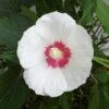 Hibiscus Paramutabilis -Promesse de fleurs Magasin Hibiscus paramutabilis 84094 1