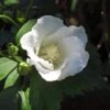 Hibiscus Syriacus Diana - Althéa Blanc -Promesse de fleurs Magasin Hibiscus syriacus Diana 88712 1