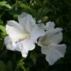 Hibiscus Syriacus Eléonore - Althéa Simple, Blanc Pur -Promesse de fleurs Magasin Hibiscus syriacus Eleonore 82325 1