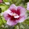 Hibiscus Syriacus Flower Tower Purple - Althea Rose à Coeur Rouge -Promesse de fleurs Magasin Hibiscus syriacus Flower Tower Purple Gandini Santiago Althea rose a coeur rouge copyright 17190 1