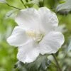 Hibiscus Syriacus Flower Tower White - Althea Blanc -Promesse de fleurs Magasin Hibiscus syriacus Flower Tower White Gandini van Aart Althea blanc copyright 17191 1
