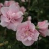 Hibiscus Syriacus Pink Chiffon - Althéa Semi-double Rose Pâle -Promesse de fleurs Magasin Hibiscus syriacus Pink Chiffon 81339 1