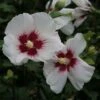 Hibiscus Syriacus Shintaeyang - Althéa Blanc à Coeur Rouge Cerise -Promesse de fleurs Magasin Hibiscus syriacus Shintaeyang 81338 1
