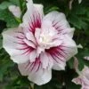 Hibiscus Syriacus Starburst Chiffon - Althéa -Promesse de fleurs Magasin Hibiscus syriacus Starburst Chiffon Althea copyright 837381 3