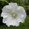 Hibiscus Syriacus Totus Albus - Althéa Blanc Pur. -Promesse de fleurs Magasin Hibiscus syriacus Totus Albus 84095 1