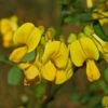 Coronilla Emerus (Hippocrepis) - Coronille Des Jardins -Promesse de fleurs Magasin Hippocrepis Coronilla emerus 84096 1