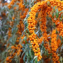Hippophae Rhamnoides Orange Energy - Argousier