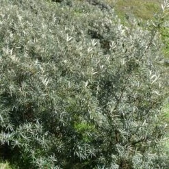 Hippophae Rhamnoides Pollmix - Argousier