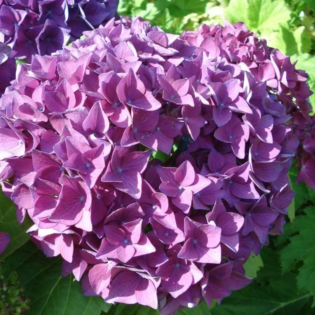 Hortensia - Hydrangea Macrophylla Hovaria Hobergine 3 Hortensia - Hydrangea Macrophylla Hovaria Hobergine