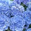 Hortensia - Hydrangea Macrophylla Bodensee -Promesse de fleurs Magasin Hortensia Hydrangea macrophylla Bodense 68843 1
