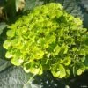 Hortensia - Hydrangea Macrophylla Green Ever Belles -Promesse de fleurs Magasin Hortensia Hydrangea macrophylla Green Ever Belles Hortmagreclo copyright 183801 1