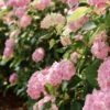 Hortensia - Hydrangea Macrophylla Soft Pink Salsa -Promesse de fleurs Magasin Hortensia Hydrangea macrophylla Soft Pink Salsa Music Collection copyright 183431 1