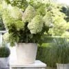 Hydrangea Paniculata Little Fresco- Hortensia Paniculé Nain -Promesse de fleurs Magasin Hortensia Hydrangea paniculata Little Fresco 16346 1