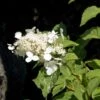Hortensia - Hydrangea Paniculata White Moth -Promesse de fleurs Magasin Hortensia paniculata White Moth 67816 1