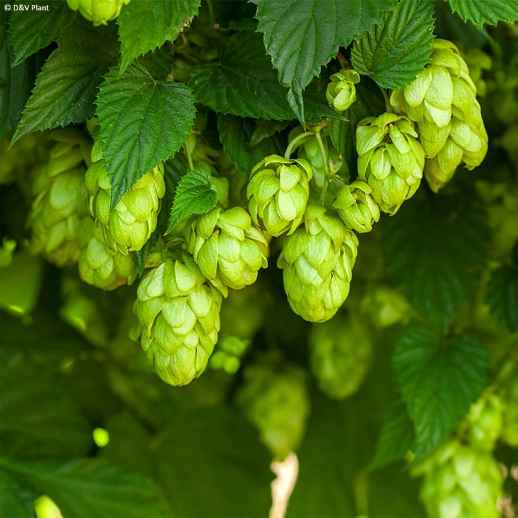 Houblon HOPS (Humulus) - Véritable Houblon De Brassage 3 Houblon HOPS (Humulus) - Véritable Houblon De Brassage