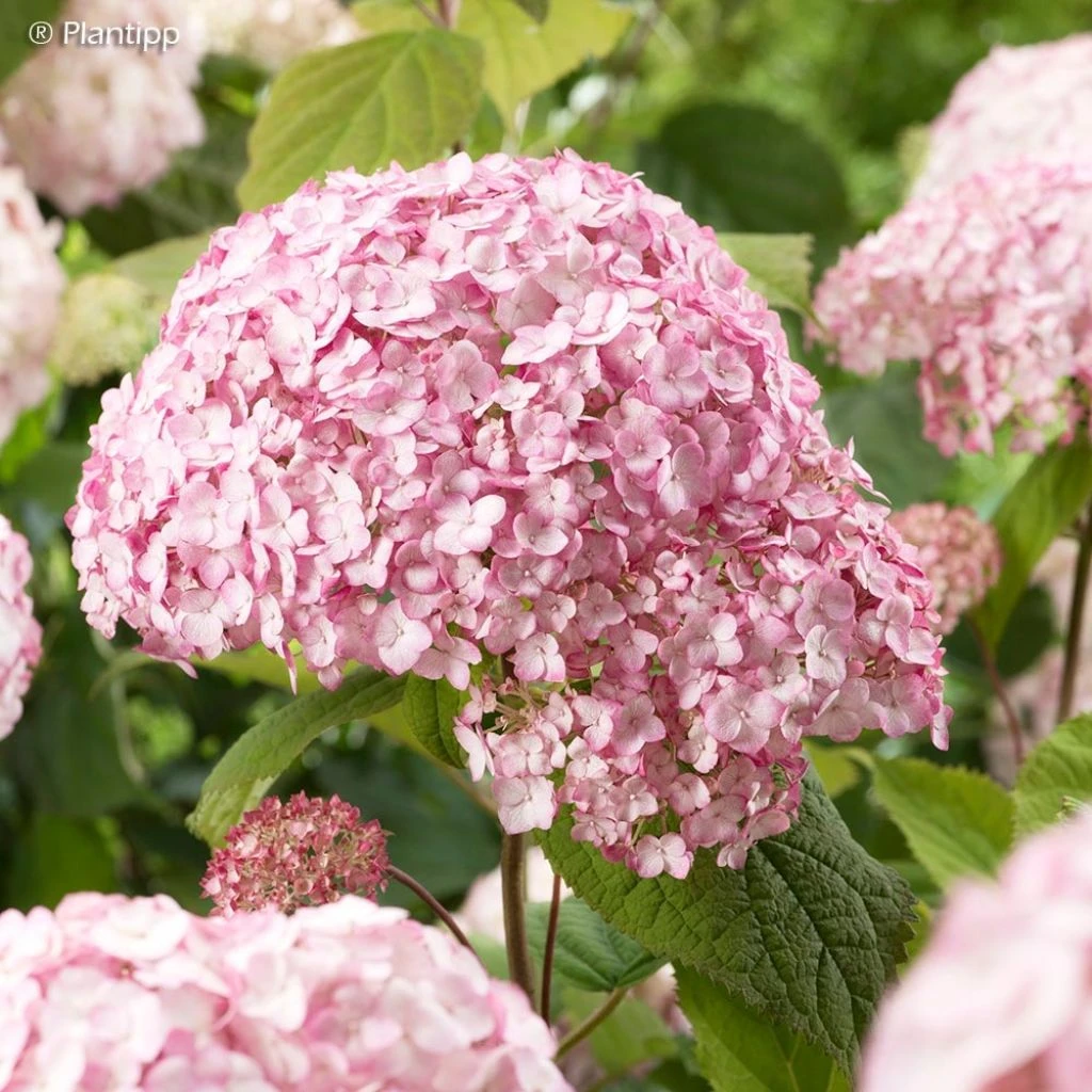 Hortensia Arborescens Candybelle® Bubblegum 3 Hortensia Arborescens Candybelle® Bubblegum