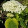 Hortensia Arborescens Golden Annabelle -Promesse de fleurs Magasin Hydrangea arborescens Golden Annabelle 86250 1