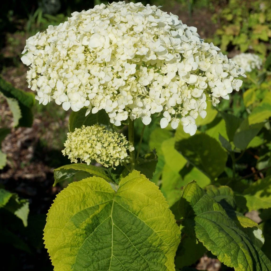 Hortensia Arborescens Golden Annabelle 3 Hortensia Arborescens Golden Annabelle