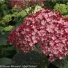 Hortensia Arborescens Ruby Annabelle -Promesse de fleurs Magasin Hydrangea arborescens Invincibelle Ruby 83730 1