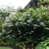Hortensia - Hydrangea Aspera Anthony Bullivant -Promesse de fleurs Magasin Hydrangea aspera Anthony Bullivant 781913 1 1