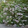 Hortensia - Hydrangea Aspera Bellevue -Promesse de fleurs Magasin Hydrangea aspera Bellevue 82657 1