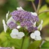 Hortensia - Hydrangea Aspera Goldrush 2 Hortensia - Hydrangea Aspera Goldrush -Promesse de fleurs Magasin Hydrangea aspera sarg Goldrush 85794 1