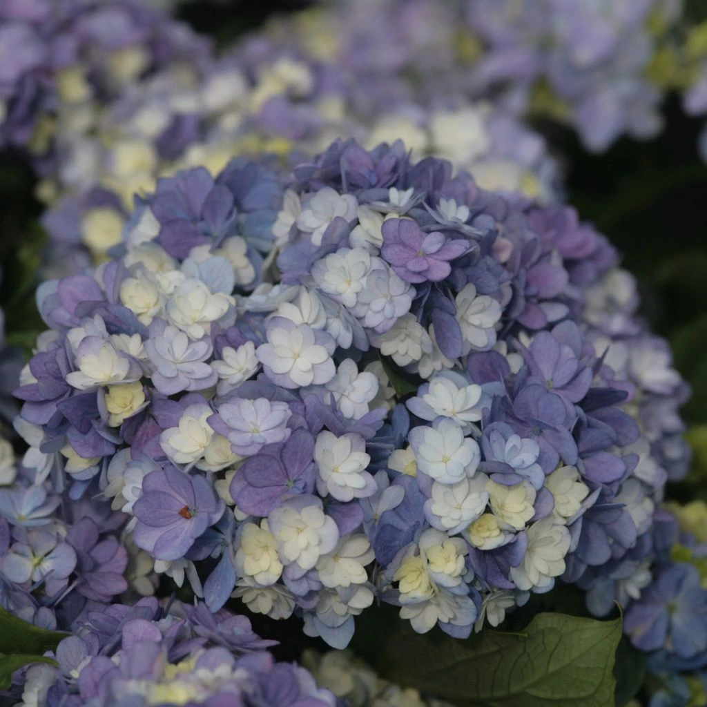 Hortensia - Hydrangea Macrophylla You And Me Tea Time Together 3 Hortensia - Hydrangea Macrophylla You And Me Tea Time Together