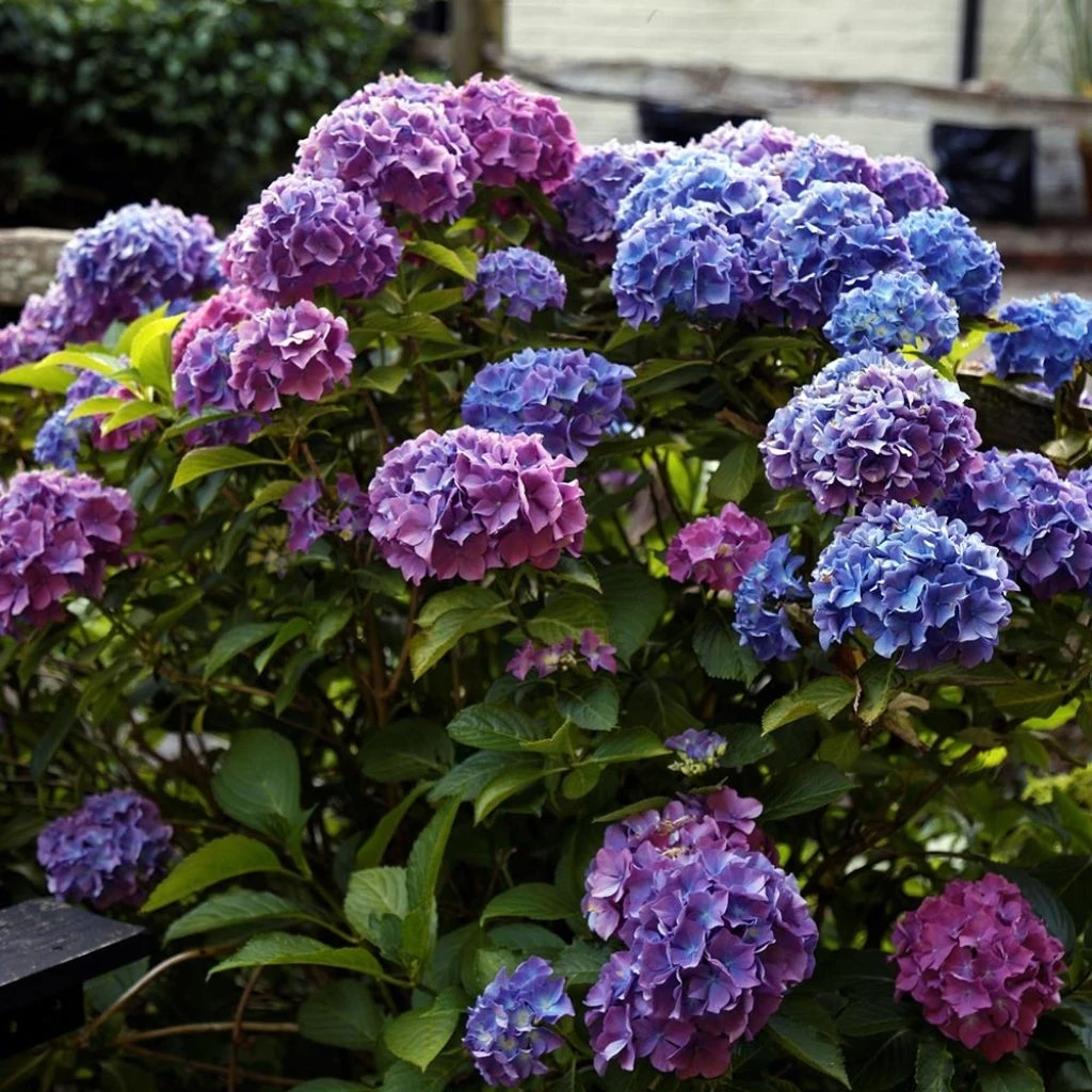 Hortensia - Hydrangea Macrophylla Blauer Zwerg 3 Hortensia - Hydrangea Macrophylla Blauer Zwerg