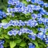 Hortensia - Hydrangea Macrophylla Blue Sky 1 Hortensia - Hydrangea Macrophylla Blue Sky -Promesse de fleurs Magasin Hydrangea macrophylla Blue Sky copyright 100647 1