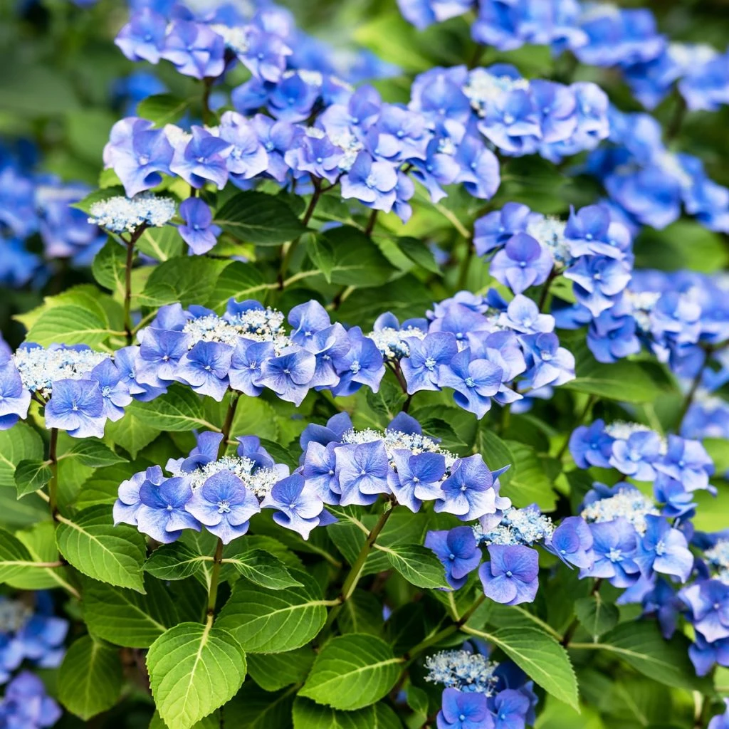 Hortensia - Hydrangea Macrophylla Blue Sky 3 Hortensia - Hydrangea Macrophylla Blue Sky