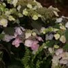 Hortensia - Hydrangea Macrophylla Blueberry Cheesecake -Promesse de fleurs Magasin Hydrangea macrophylla Blueberry Cheesecake 81576 1