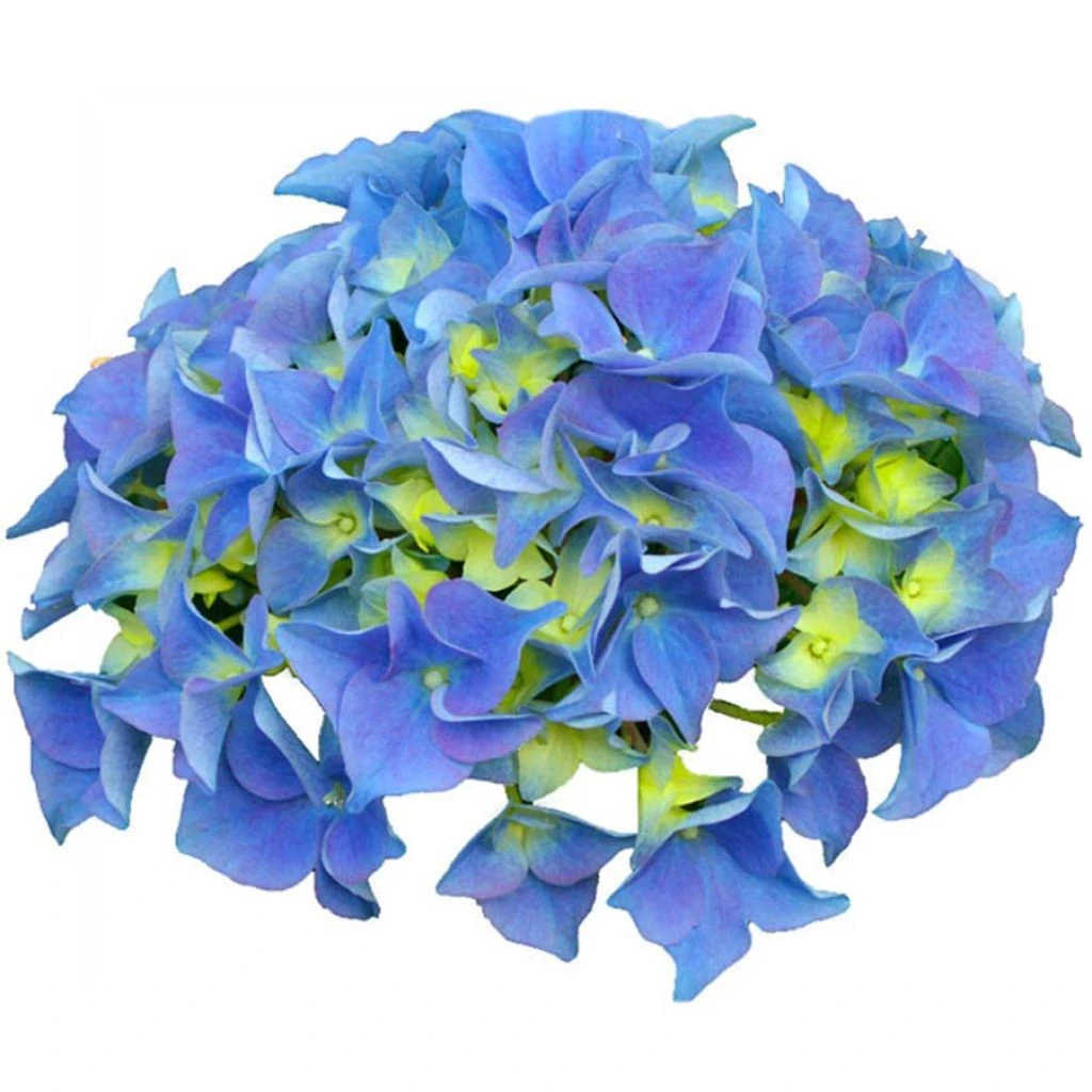Hortensia - Hydrangea Macrophylla Early Blue 3 Hortensia - Hydrangea Macrophylla Early Blue