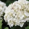 Hortensia - Hydrangea Macrophylla Endless Summer The Bride -Promesse de fleurs Magasin Hydrangea macrophylla Endless Summer The Bride 85486 1 1