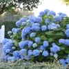 Hortensia - Hydrangea Macrophylla Endless Summer The Original (bleu) 2 Hortensia - Hydrangea Macrophylla Endless Summer The Original (bleu) -Promesse de fleurs Magasin Hydrangea macrophylla Endless Summer The Original bleu 85452 1
