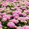 Hortensia - Hydrangea Macrophylla Endless Summer The Original (Rose) 2 Hortensia - Hydrangea Macrophylla Endless Summer The Original (Rose) -Promesse de fleurs Magasin Hydrangea macrophylla Endless Summer The Original rose 85448 1